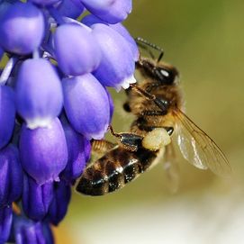 ORIG_BEE